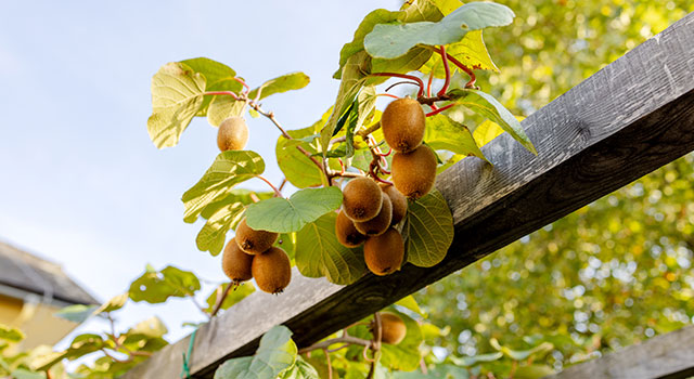 &iexcl;Invita al Kiwi a tu jard&iacute;n!