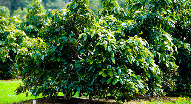 Zoom sobre el Aguacate 