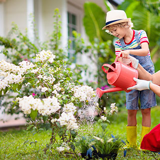 Plantation en pleine terre