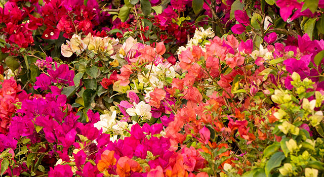 Le Bougainvillier est arriv&eacute; !