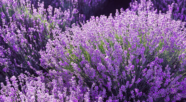 &iexcl;La Lavanda: mucho m&aacute;s que una planta de jard&iacute;n