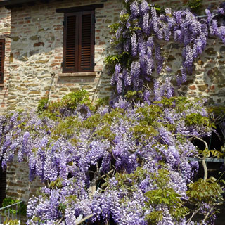 Glycine de Chine Glycine de Chine