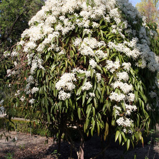 Clématite Armandii Clématite Armandii