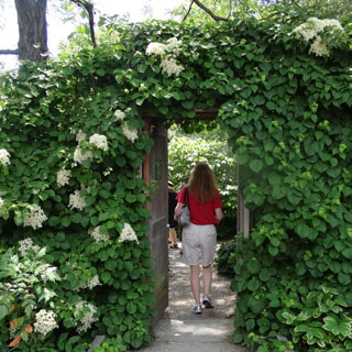 Hortensia Grimpant Hortensia Grimpant