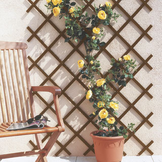 Treillis pour plantes grimpantes Treillis pour plantes grimpantes