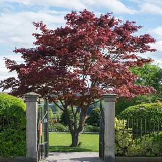 Acer palmatum 'Atropurpureum'