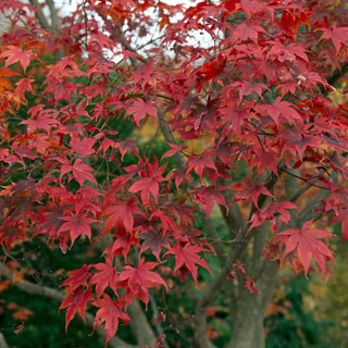Acer palmatum 'Bloodgood'