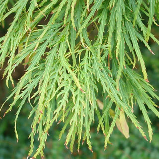 Acer palmatum 'Dissectum viridis'