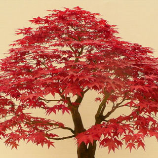 Acer palmatum 'Deshojo'