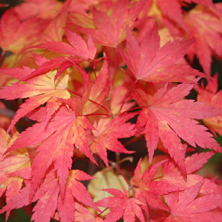 Acer palmatum 'Orange Dream'