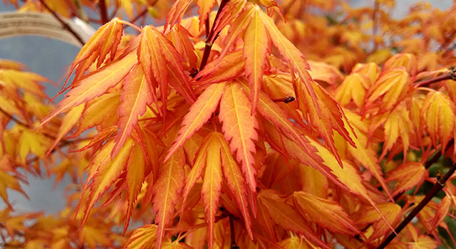 Les Erables du Japon : un festival de couleurs
