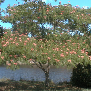 Albizia 'Ombrella'