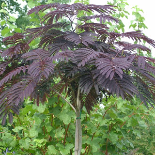 Albizia 'Summer Chocolate'