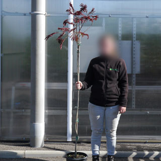 Albizia 'Summer Chocolate'