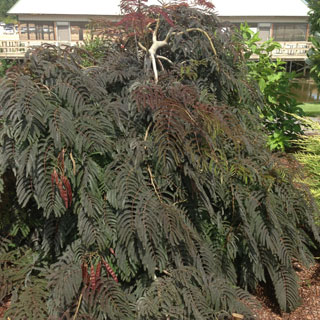 Albizia 'Chocolate Fountain'