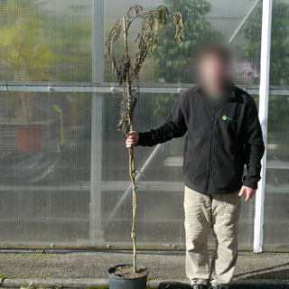 Albizia 'Chocolate Fountain'