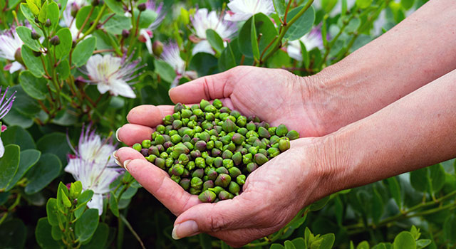 Uma Alcaparra no jardim &eacute; f&aacute;cil!