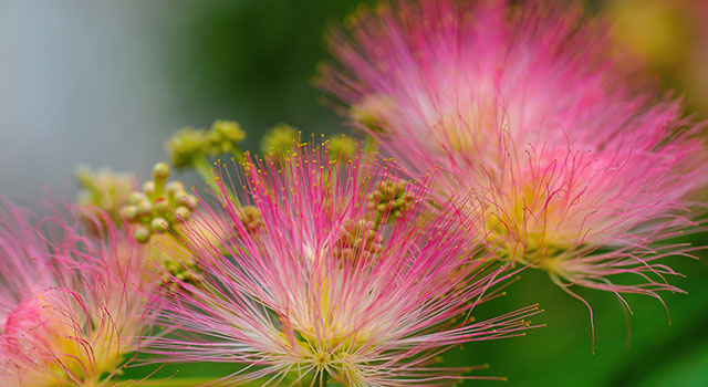 Especial Albizia: floraci&oacute;n, follaje, porte