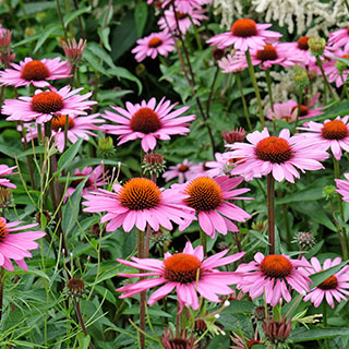 Equin&aacute;cea (Echinacea) 
