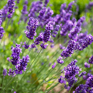 Lavanda, Alfazema (Lavandula)