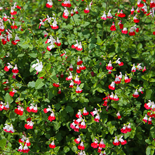 Salva Arbustiva (Salvia Grahamii)