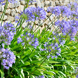 Agapanto (Agapanthus)
