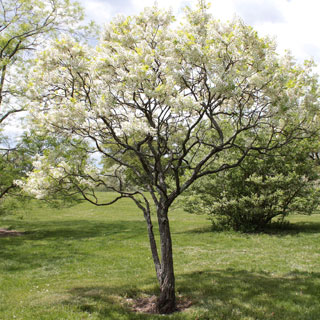 Xanthoceras com folhas de sorveira