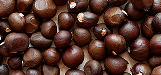 Xanthoceras com folhas de sorveira