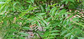Xanthoceras com folhas de sorveira