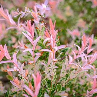 Salgueiro 'Hakuro Nishiki'