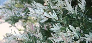 Salgueiro 'Hakuro Nishiki'
