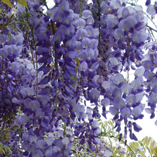 Glycine de Chine