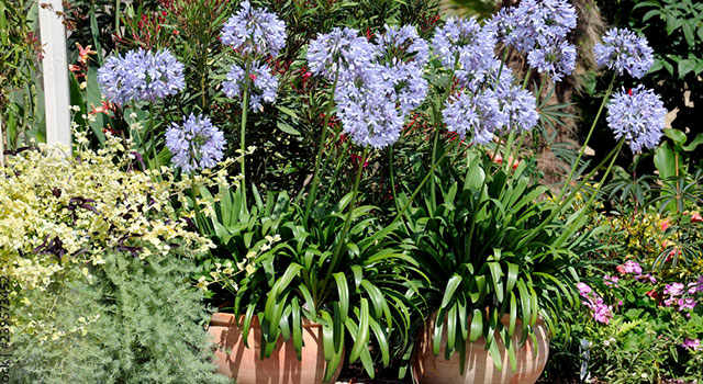 Plantes &agrave; mettre en pot ou en jardini&egrave;re... mais pas que !