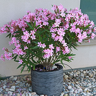 Laurier-rose