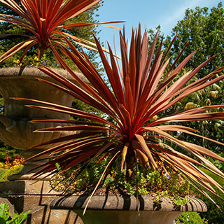 Cordylines