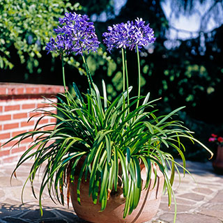 Agapanthes