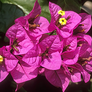 Bougainvillier mauve
