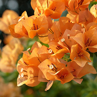 Bougainvillier orange