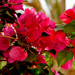 Bougainvillier rouge