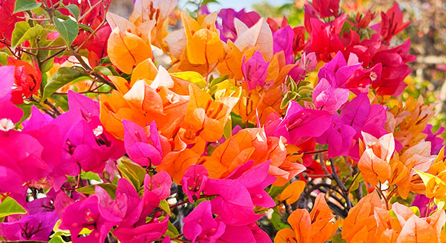 Le secret du Bougainvillier