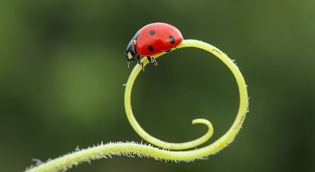 Plantas auxiliares, Plantas &uacute;teis para o jardim