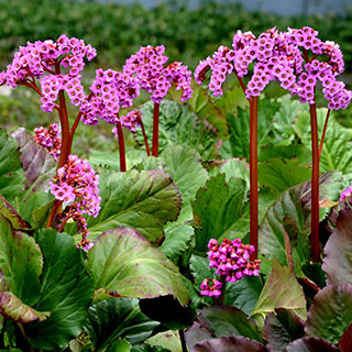 Bergenia