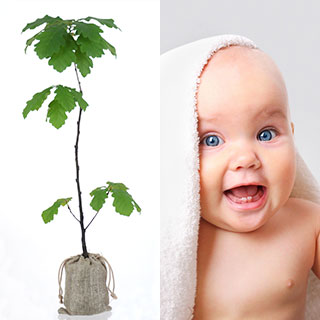 Arbres Cadeaux Naissance Arbres Cadeaux Naissance