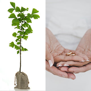 Arbres Cadeaux Mariage Arbres Cadeaux Mariage