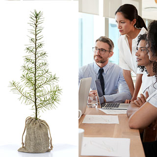 Arbres Cadeaux d'affaire Arbres Cadeaux d'affaire