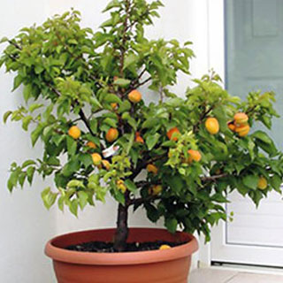 Fruitiers nains