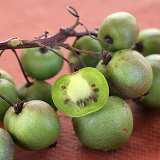 Fruitiers grimpants
