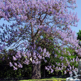Paulownia
