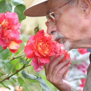 Rosiers parfum&eacute;s