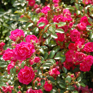 Rosiers paysagers
